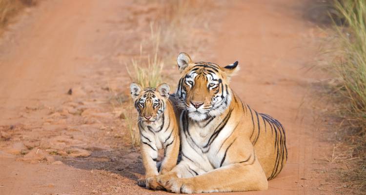 Ein ausgewachsener Tiger und sein Junges ruhen aufmerksam auf einer staubigen Wegstrecke inmitten von trockenen Gräsern.