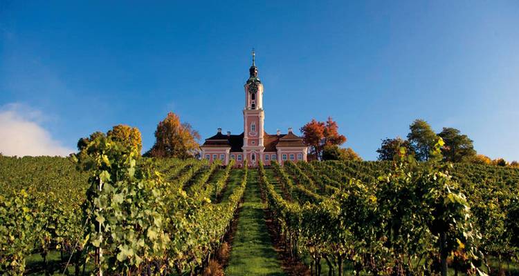 Barocke Kirche erhebt sich über symmetrischen Weinstockreihen unter einem klaren blauen Himmel.