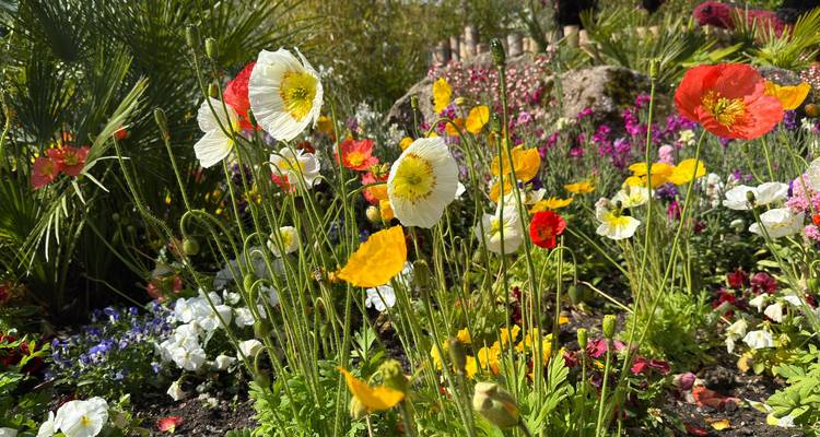 Farbenfrohe Mohnblumen und Frühjahrsblüten erblühen in einem lebendigen Gartenbeet.