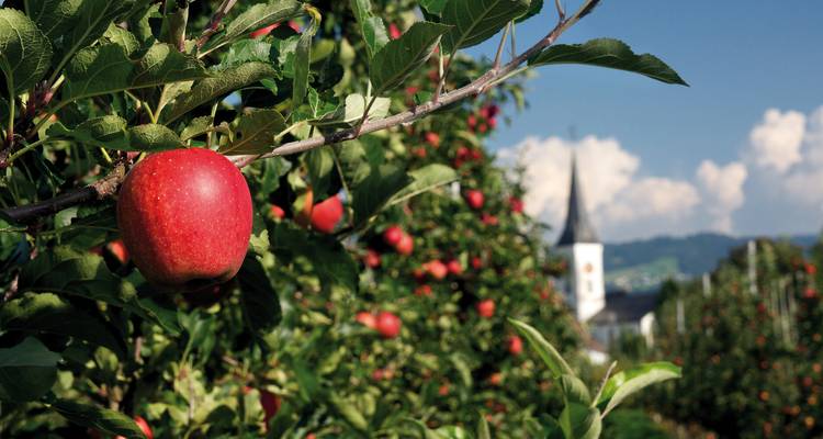 Ein roter Apfel hängt an einem Ast vor Reihen von Obstbäumen und einem Kirchturm des Dorfes.