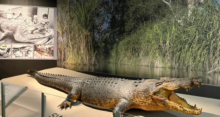 Exhibición de museo en interiores que presenta un cocodrilo de agua salada disecado a tamaño real con las mandíbulas abiertas contra un fondo de humedal.