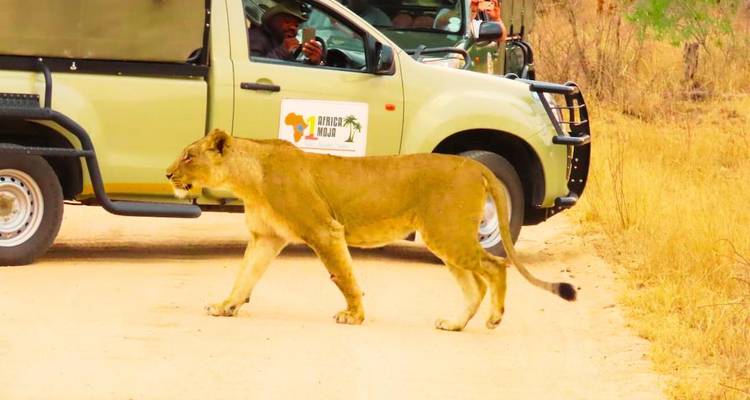 Eine Löwin überquert eine Schotterpiste vor einem Safariafahrzeug mit Zuschauern im Inneren, vor der Kulisse einer trockenen Buschveld-Landschaft.