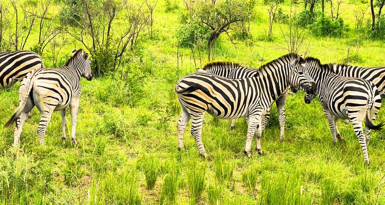 Eine Zebraherde grast auf leuchtendem grünem Grasland zwischen kleinen Büschen und Bäumen.