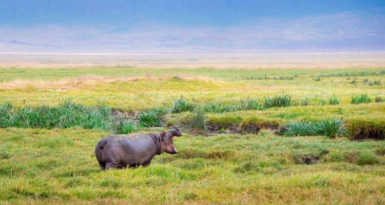 Un hippopotame isolé dans l'herbe verdoyante et vibrante des zones humides du Ngorongoro avec des collines aux teintes pastel en arrière-plan.