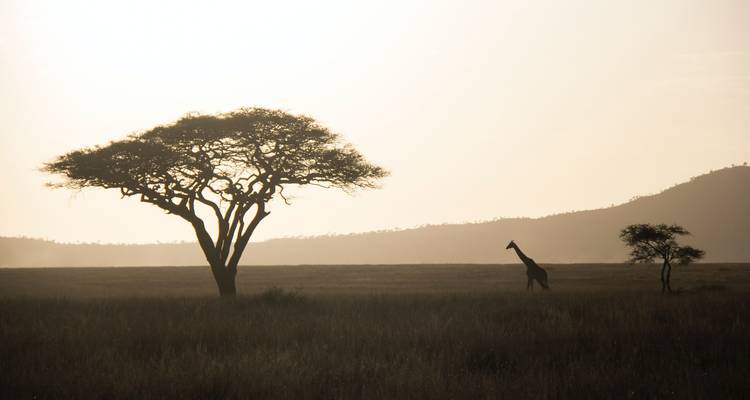 Silhouet van een eenzame giraffe die over gouden grasvelden loopt met een acaciaboom bij zonsondergang.