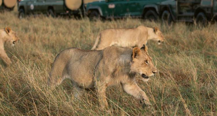 Twee jonge leeuwen stappen door het hoge gras terwijl safariauto's vanuit de achtergrond toekijken.