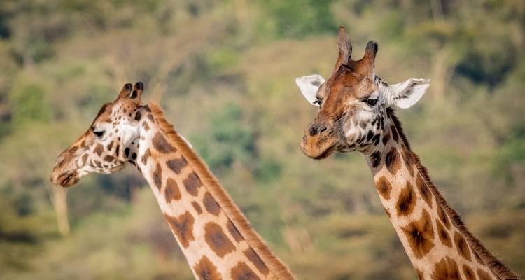 Close-up portret van twee giraffen met wazig savannelandschap op de achtergrond bij Nairobi.