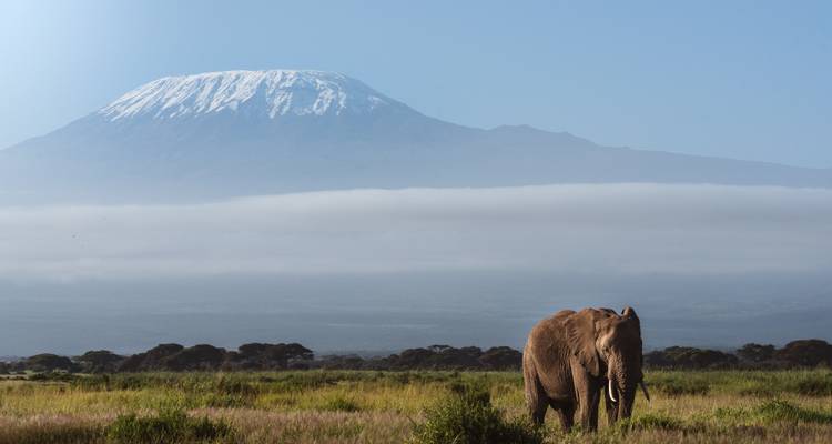 Een eenzame olifant loopt over een grasachtige vlakte met de met sneeuw bedekte berg Kilimanjaro in de verte.