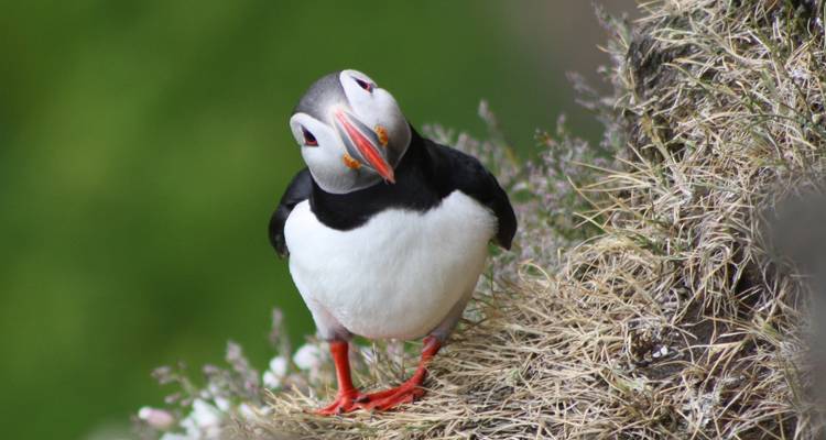 Nahaufnahme eines Atlantischen Papageitauchers, der auf einer grasbewachsenen Klippe sitzt, mit unscharfem grünem Hintergrund