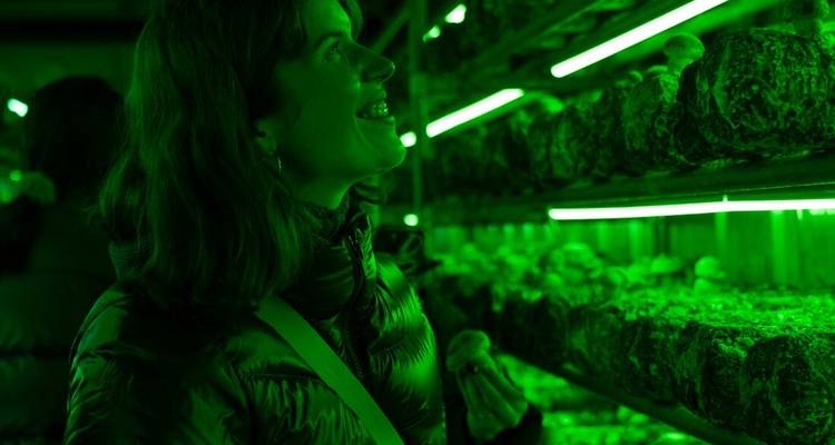 Voyageur admirant des étagères de champignons illuminés par des lumières fluorescentes vertes à l'intérieur d'une ferme.