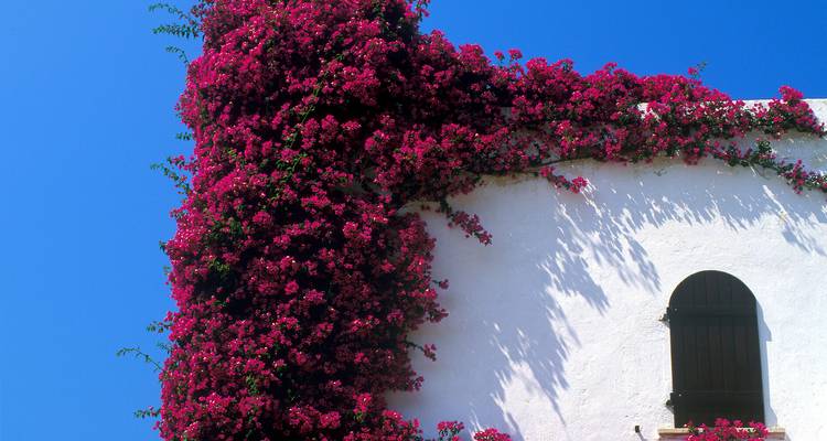 Leuchtend rosa Bougainvillea fällt über die weiß getünchte Mauer eines Mittelmeerhauses unter tiefblauem Himmel herab.