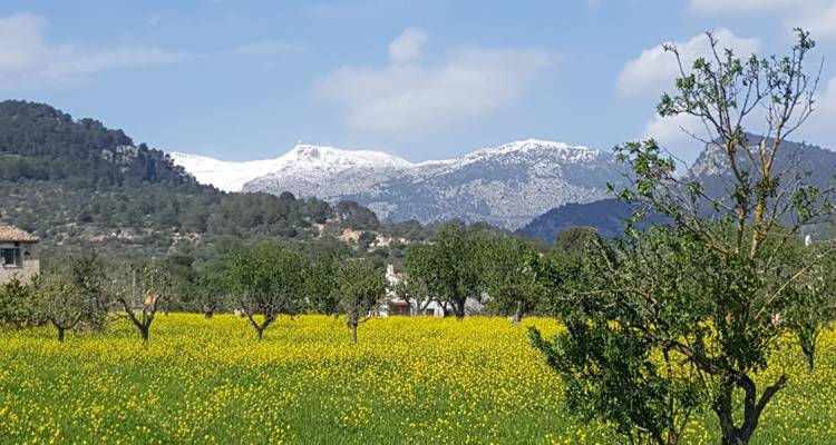 Gelbes Wildblumenfeld und Olivenhaine mit schneebedeckten Bergen der Serra de Tramuntana im Hintergrund.