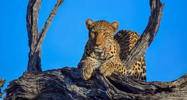 Gros plan d'un léopard se prélassant sur une branche d'arbre usée par le temps sur un ciel bleu éclatant.