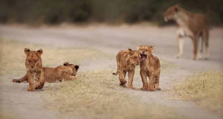 Plusieurs jeunes lionceaux joueurs sur une piste poussiéreuse tandis qu'une lionne adulte observe en arrière-plan.