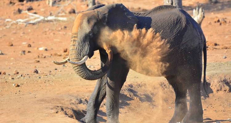 Éléphant d'Afrique projetant de la poussière sur son dos dans un paysage sec et rougeâtre.