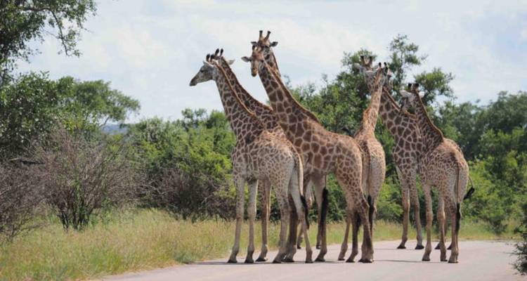 Groupe de girafes traversant une route pavée entourée de bush savane verdoyant.