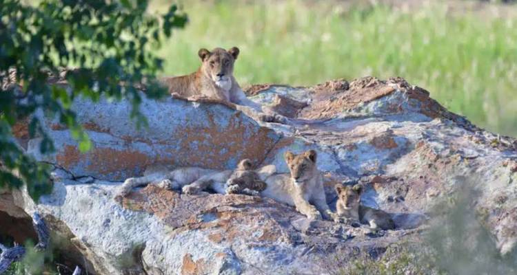 Lionne avec ses petits reposant sur un affleurement rocheux entouré de prairie verdoyante.