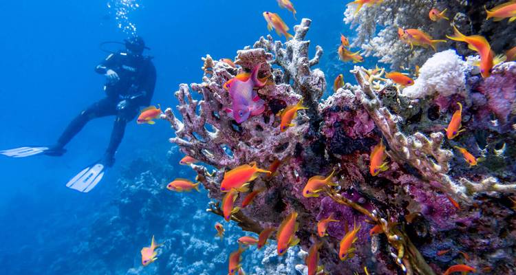 Un buzo se desliza junto a un arrecife de coral vibrante lleno de peces coloridos en aguas azul cristalino.