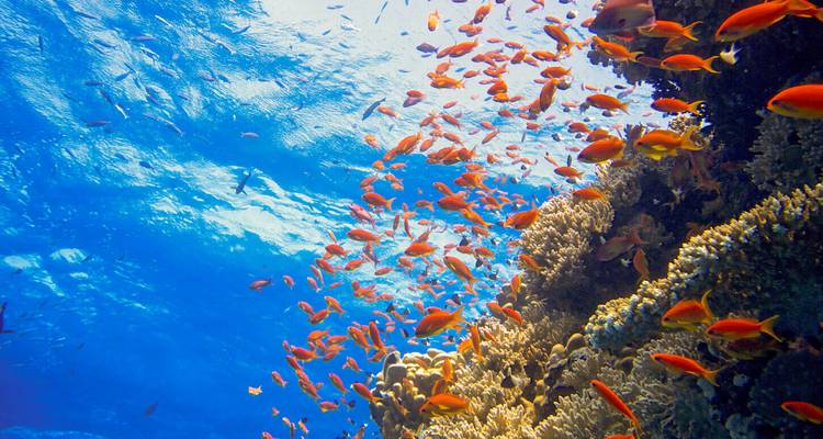Una escuela de peces de arrecife naranjas nadan alrededor de una pared de coral bajo una superficie marina azul luminosa.