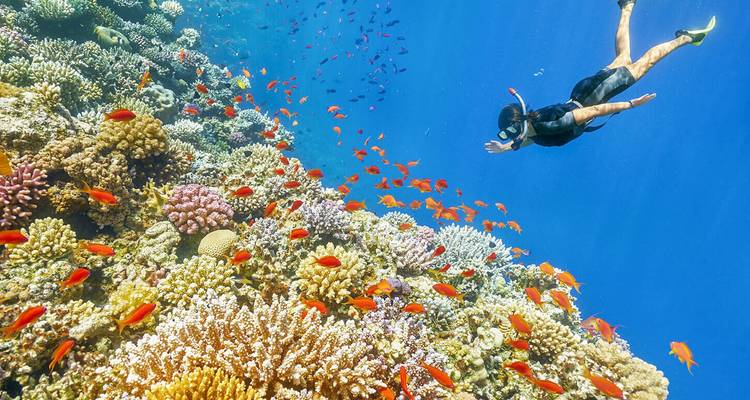 Un buceador de superficie se lanza sobre un arrecife de coral colorido lleno de peces tropicales brillantes.