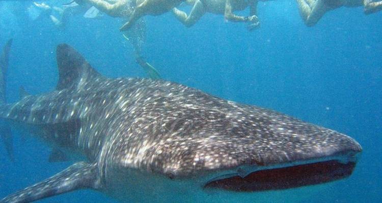 Maldivas al descubierto - Encounters Travel 4