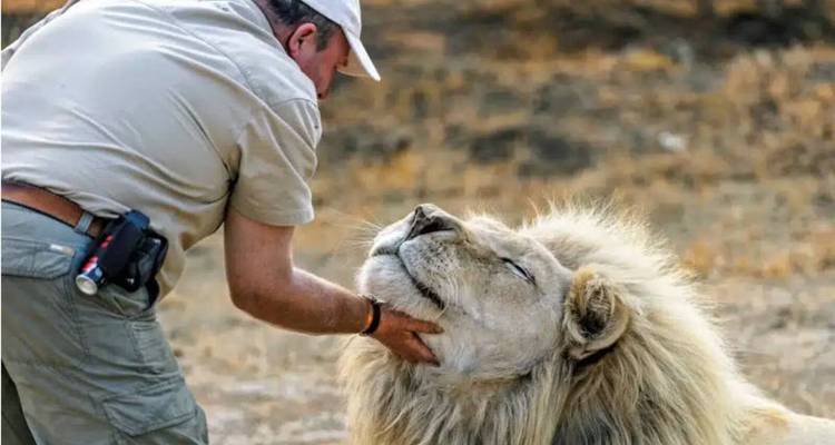 Un guide caressant délicatement le menton d'un lion blanc détendu lors d'une rencontre éthique avec la faune.