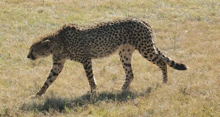 Guépard se promenant dans les herbes sèches en plein jour, vue de profil.