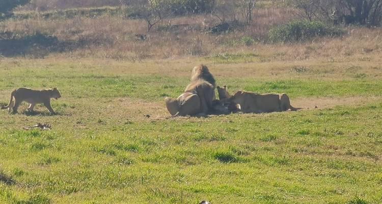 Une fierté de lions se nourrissant de proies dans une plaine herbeuse ouverte tandis qu'un lionceau s'approche.