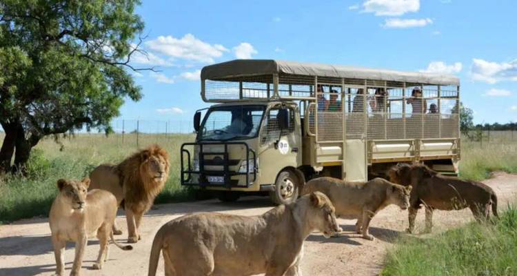 Camion de safari en plein air entouré de lions curieux sur une route de terre.