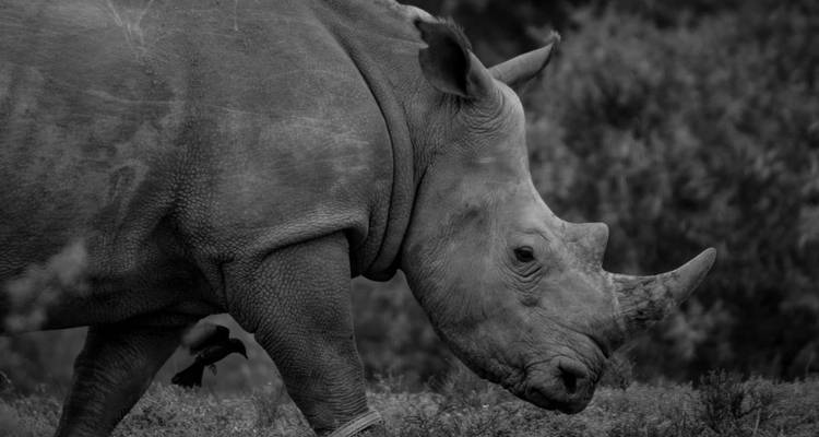 Gros plan en noir et blanc du profil d'un rhinocéros marchant dans son habitat naturel