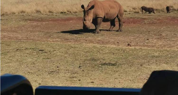 Rhinocéros en train de paître dans une plaine ouverte, observés depuis un véhicule de safari au premier plan