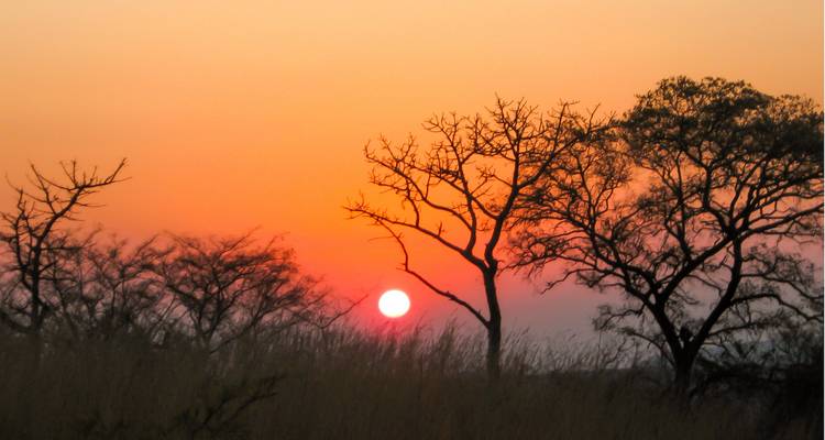 Coucher de soleil africain orange avec des arbres dénudés en silhouette contre le ciel luminescent au-dessus de hautes herbes