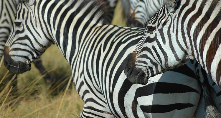 Gros plan d'un troupeau de zèbres aux rayures noires et blanches frappantes broutant l'herbe sèche.