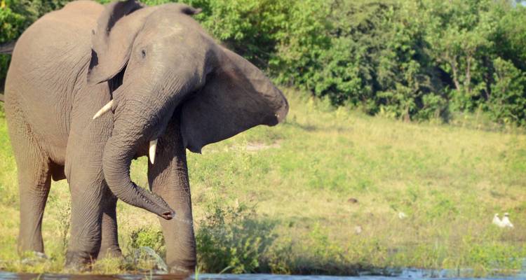 L'Afrique australe dans son ensemble : Camps de brousse et observation de la faune - G Adventures 9