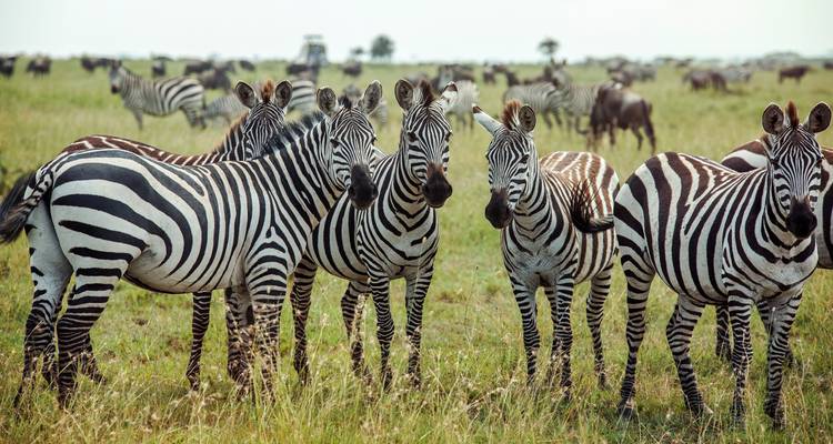 L'Afrique australe dans son ensemble : Camps de brousse et observation de la faune - G Adventures 4