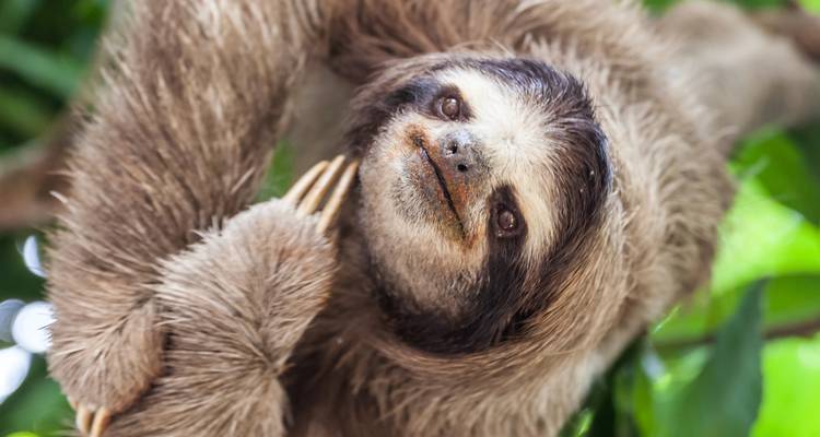 Gros plan d'un paresseux à trois doigts suspendu à une branche, regardant l'appareil photo.