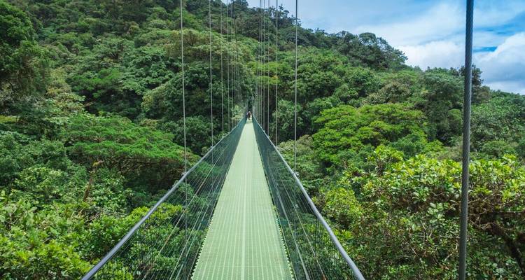 Un long pont suspendu vert s'étend sur la canopée de la forêt nuageuse dense sous un ciel bleu.