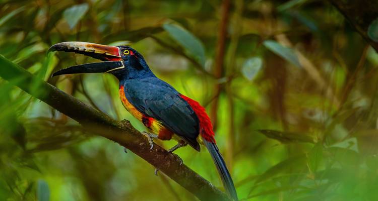 Un aracari toucan au collier coloré crie depuis une branche au milieu du feuillage de la jungle flou.