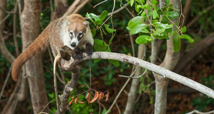 Un coati curieux se prélasse sur une branche d'arbre au-dessus de racines de palétuviers denses.