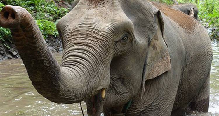 Close-up van een Aziatische olifant die door ondiep water loopt met regenwoud op de achtergrond