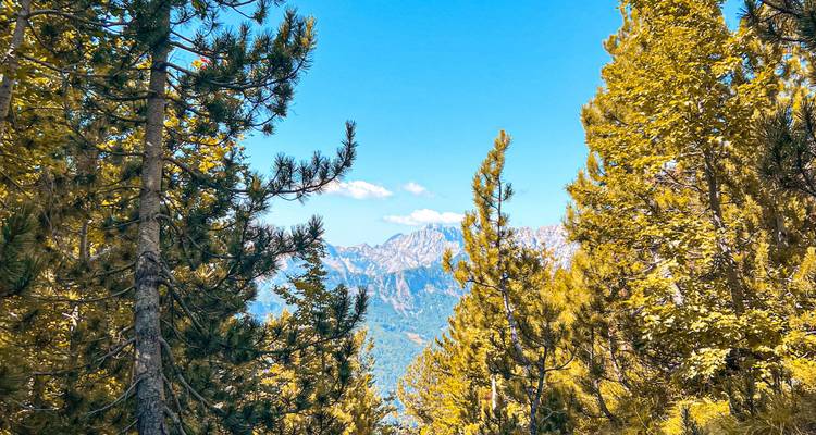 Los pinos enmarcan una vista lejana de picos montañosos escarpados bajo un cielo azul brillante.