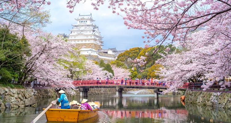 Les fleurs de cerisier forment une arche au-dessus d'un canal où un bateau en bois passe sous le château de Himeji et un pont rouge.