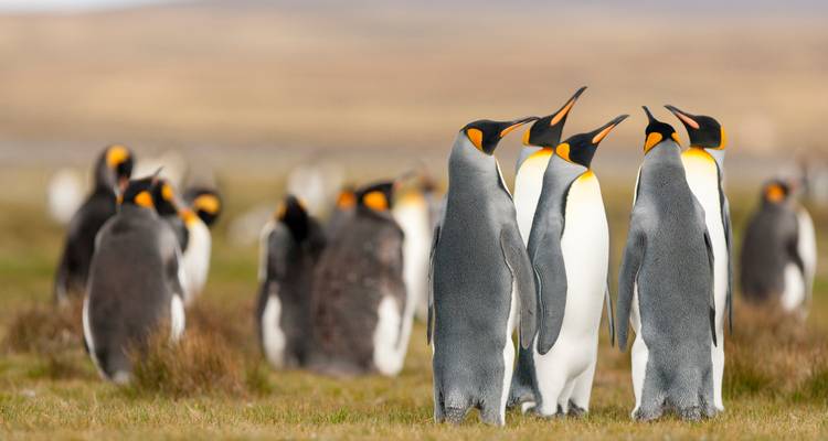 Colonie de manchots royaux socialisant sur une plaine herbeuse avec une steppe brune floue en arrière-plan