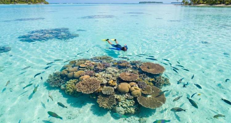 Een snorkelaar zweeft boven een levendige koraalrif vol tropische vissen in kristalhelder water.