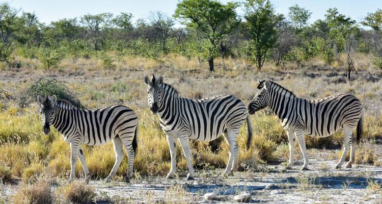 Drei Zebras stehen wachsam zwischen trockenem Gras und niedrigem Buschwerk im Etosha-Nationalpark.