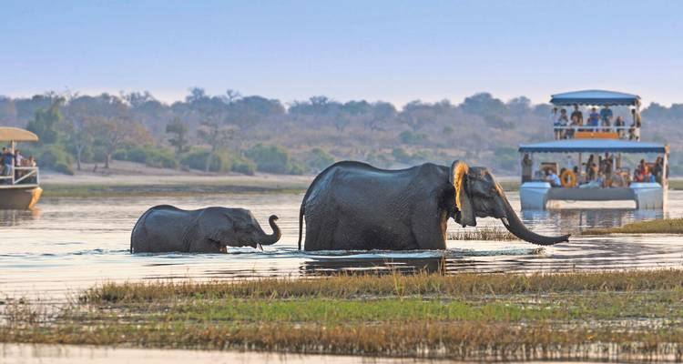 Des éléphants adultes et des éléphanteaux traversent une rivière à gué aux côtés d'un bateau de croisière safari rempli de touristes.