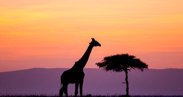 Silueta de una jirafa solitaria junto a un árbol de acacia contra un cielo al atardecer naranja vibrante.