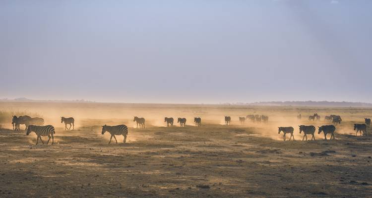 Docenas de cebras cruzan una llanura inmensa y polvorosa creando nubes doradas bajo un cielo brumoso.
