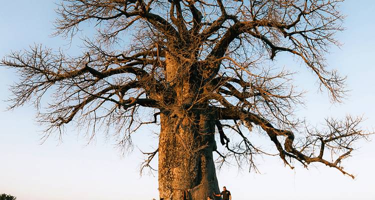 Immense baobab s'élevant majestueusement au-dessus des voyageurs se tenant à sa base dans une plaine herbeuse