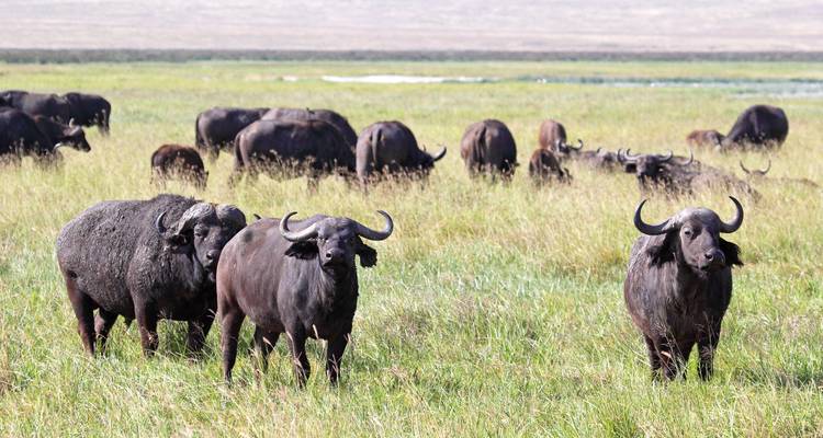 Le buffle du Cap paissant dans les hautes herbes avec le troupeau dispersé à travers la savane.
